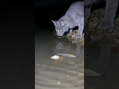 Tail as a Fishing Rod! Cat’s Genius Trick Catches a Big Fish 🤣 #catfishing #petdaily