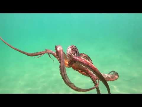 The Magical Octopus Nature s Illusionist