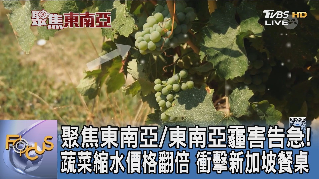 聚焦東南亞/東南亞霾害告急！蔬菜縮水價格翻倍 衝擊新加坡餐桌