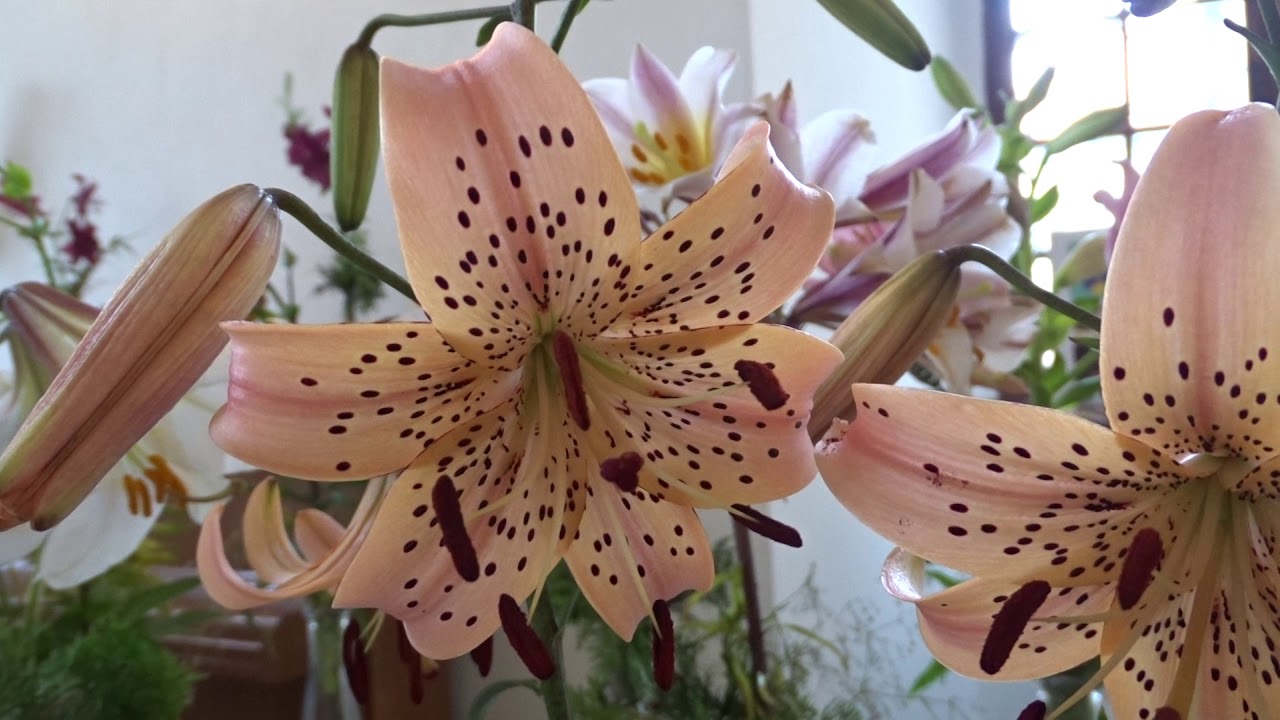 Lilium var. Pink Giant