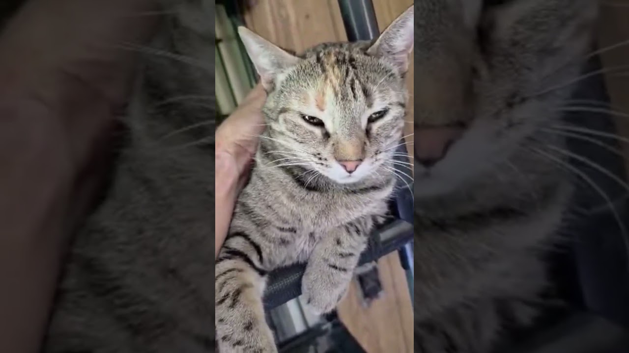Enlarge Dominique, a Adoptable Domestic Short Hair in Kent, WA video 4/6