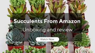 I Bought Succulents From Amazon | Unboxing and Review | EverCrest