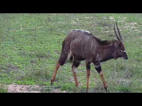 Djuma: Nyala bulls-Pt:1 - 06:40 - 11/07/20