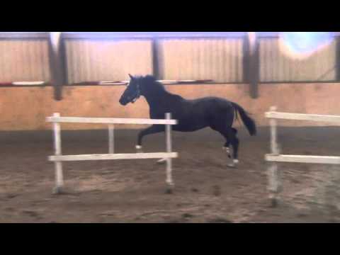 Hengst von Don Nobless, geb. Mai 2014