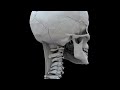 Chiropractic Neck Anatomy