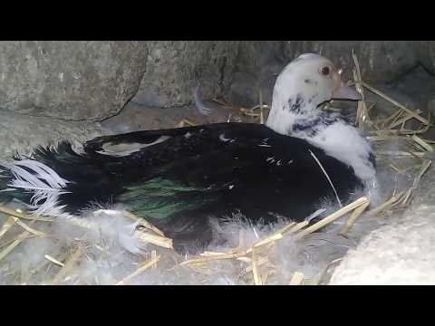 LAL ORDEKLERDEN NECE COX BALA ALMAQ OLAR ? 2019