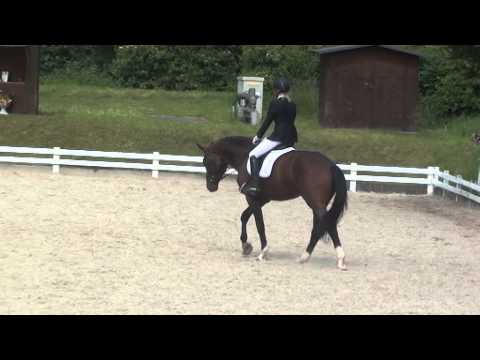 Q Man von Worrenberg -  geb 2011, erster Start - erster Sieg mit Traumnoten!!!