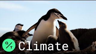 Penguin Colonies Are Shrinking in Antarctica Due to Climate Change