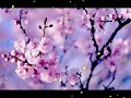 Healing Chinese ZEN Music Of Anxiety Stress To Pacify The Body Mind Relax Music