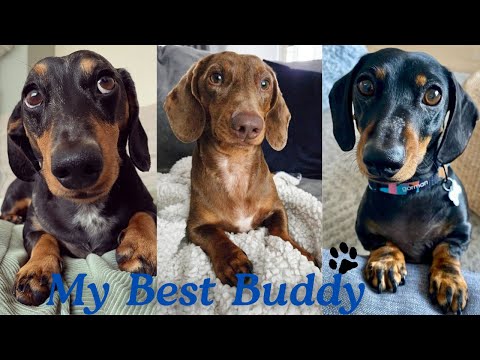 Hilarious Dachshund video compilation Dachshund around the world mini puppies mini weiner
