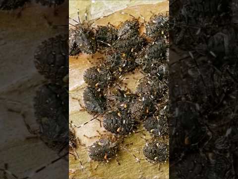 Stink bugs run away like crazy if you do THIS