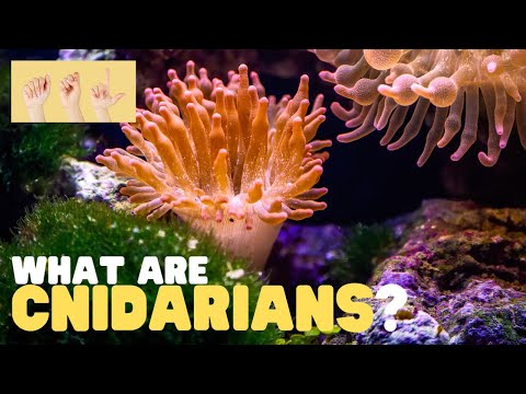 ASL What Are Cnidarians?