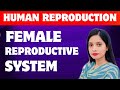 NEET 2026 Human Reproduction L 2 Female Reproductive System Class 12 NCERT Neet