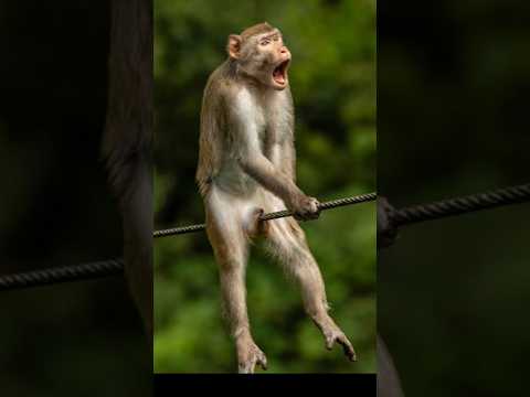 Google assistant 🤣 comedy video #comedy #funnyclip #vairalshort