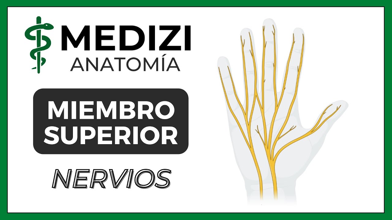 Anatomía de Miembro Superior (MMSS) - Nervios (PLEXO BRAQUIAL)