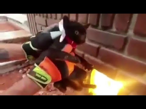 Los gatitos de Gaby Spanic | 💕🐈🐈💕