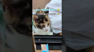 三毛の子猫ファミリー計画⑤　天気の悪い中、ちゅ～るをあげた！😺