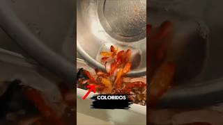 Você Não Vai Acreditar Nessa Mesa de Aquário por $10 😲