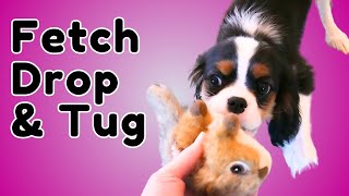 Cavalier King Charles Spaniel Puppy Learns Fetch, Tug and Drop🐾 Fun Positive Reinforcement Training