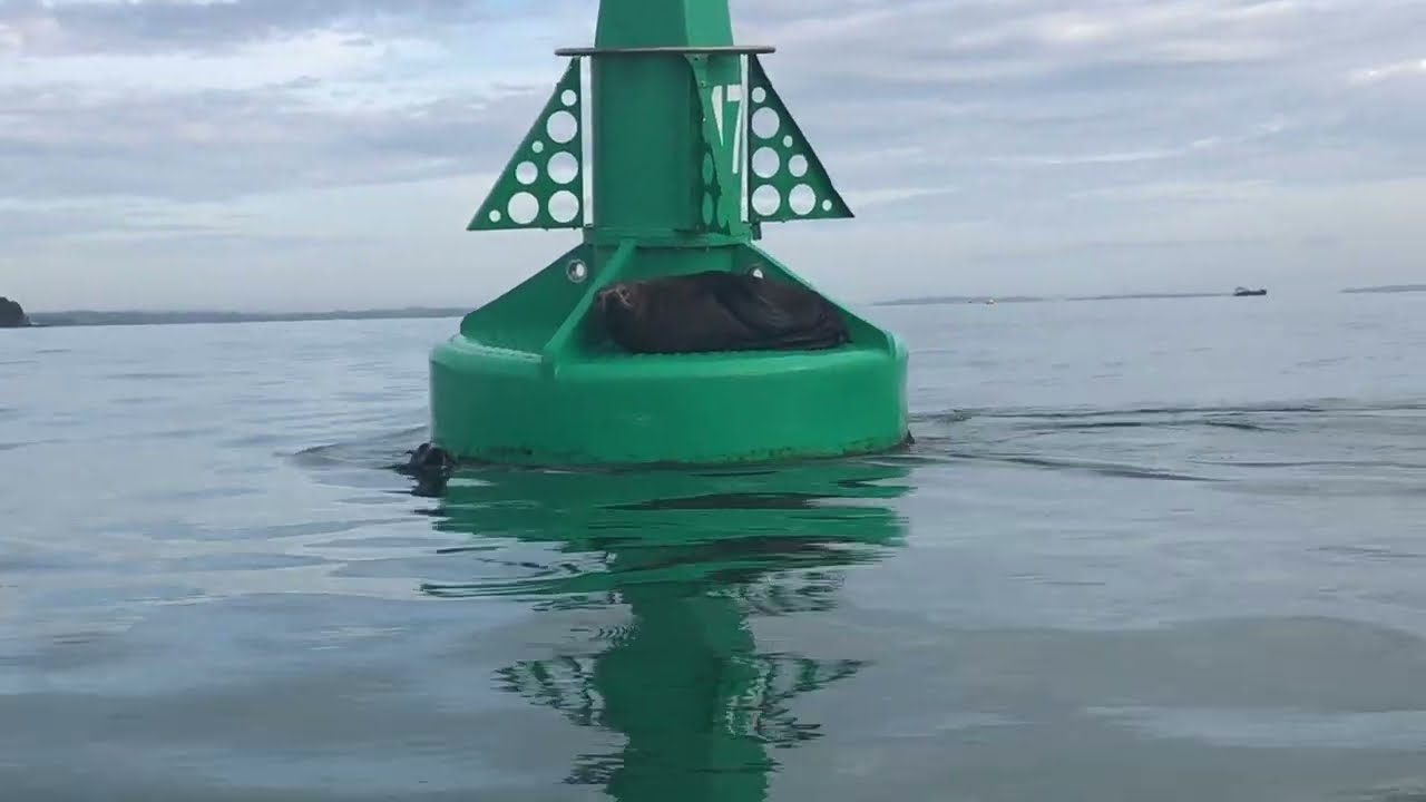 Seals in Auckland!