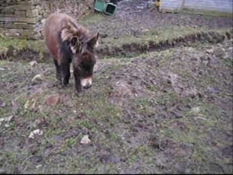 Recall of an agility loving donkey!!