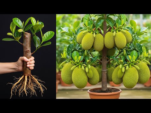 Simple techniques for propagating jackfruit at home | How to grow jackfruit tree