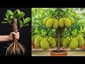 Simple Techniques For Propagating Jackfruit At Home How To Grow Jackfruit Tree