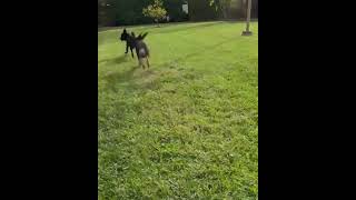 Video preview image #1 Pug-Unknown Mix Puppy For Sale in Corona, CA, USA