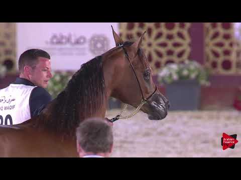 N.80 SOHAIB AL SARAB - 2019 Qatar International show - Colts 2 Years Old (Class 5)