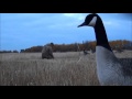 10 октября 2015. Охота в поле на гусей. Канада. 