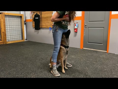 Teaching your dog the middle command