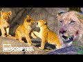 The Real Lion King Is Way More Brutal Than The Film Animal Docs Growing Up In The Savannah