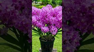 HinosCCB #hinosccb 09 12 2025