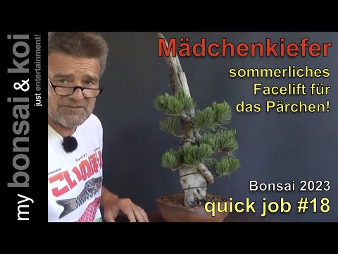 Bonsai 2023-35 - quick job#18 - Mädchenkiefer - das Pärchen bekommt ein sommerliches Facelift!