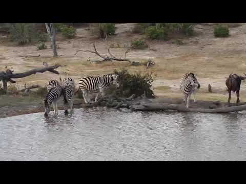 Djuma: Zebras and Wildebeest - 16:23 - 09/25/19