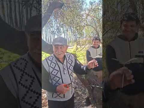 PODA OLIVOS PATAGÓNICOS FAC CIENCIAS AGRARIAS