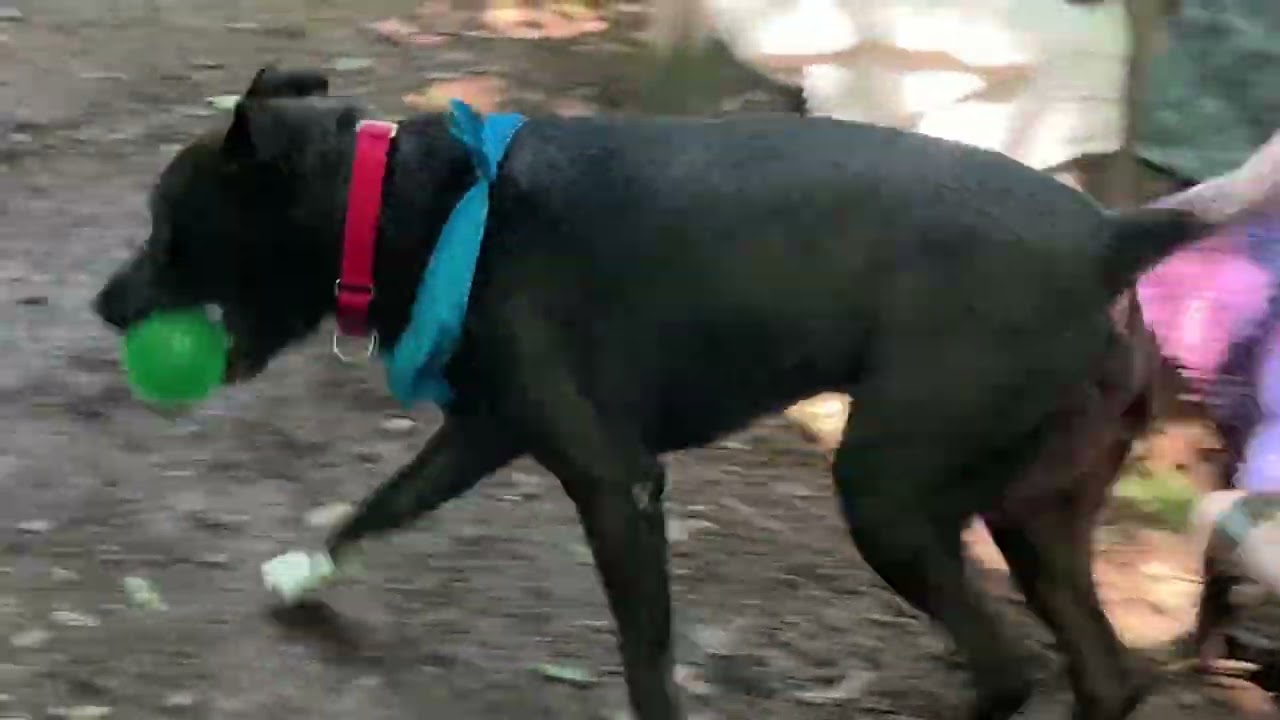 Manila Luzon, a Adoptable mixed breed in Austin, TX video 6/6