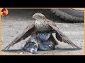 14 Best Hawk Attacks Caught On Camera!!