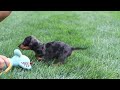 Miniature Dachshund dogs for sale: Leo - Video 1