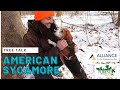Tree Talk American Sycamore