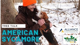 Tree Talk: American Sycamore