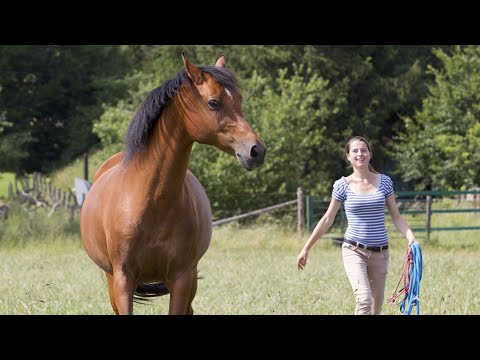 Your horse doesn't listen to you? This one tip will change your relationship forever.
