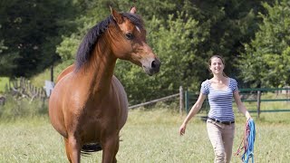 Dein Pferd hört nicht auf dich? Dieser eine Tipp verändert eure Beziehung für immer.