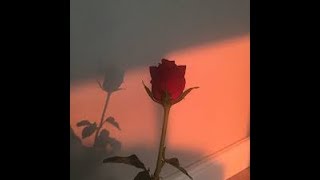 Martha&#39;s Wainwright&#39;s performance of Edith Piaf&#39;s &quot;Adieu Mon Coeur&quot;  An Unofficial Slideshow