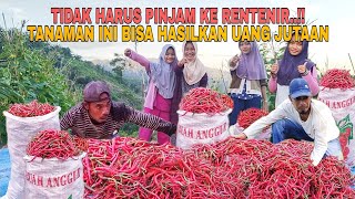 Download lagu BIG HARVEST..!! THANK GOD FOR THE ABUNDANT YIELD mp3