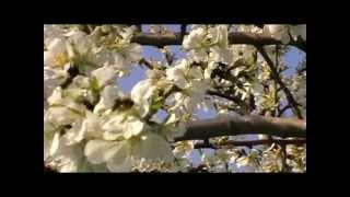 preview picture of video 'Mέλισσες με γύρη-Bees with pollen-Bienen mit Pollen'
