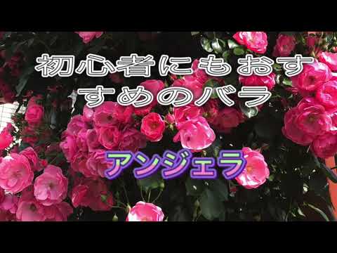 低木バラ「アンジェラ」 植物