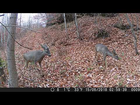 Kaprollat ne Kosove, Capreolus capreolus.