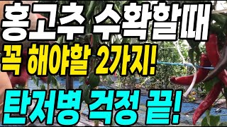 홍고추 수확할때 꼭 해야할 2가지! 탄저병 걱정 끝! 고추수확 몇배 편하게 하는방법!