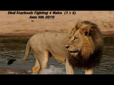 Kinky Tail & Mr T's June 8th 2010 showdown with the Majingilanes.